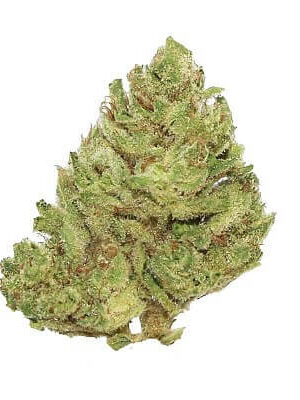 Banana Cream OG UK