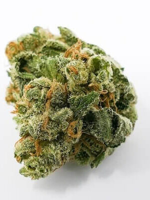 Moose and Lobsta Marijuana UK